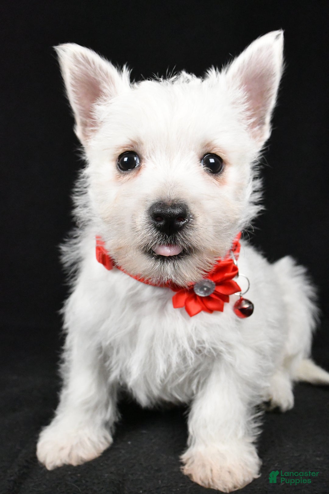 West Highland Terrier dogs for sale: Donna - Ad 7