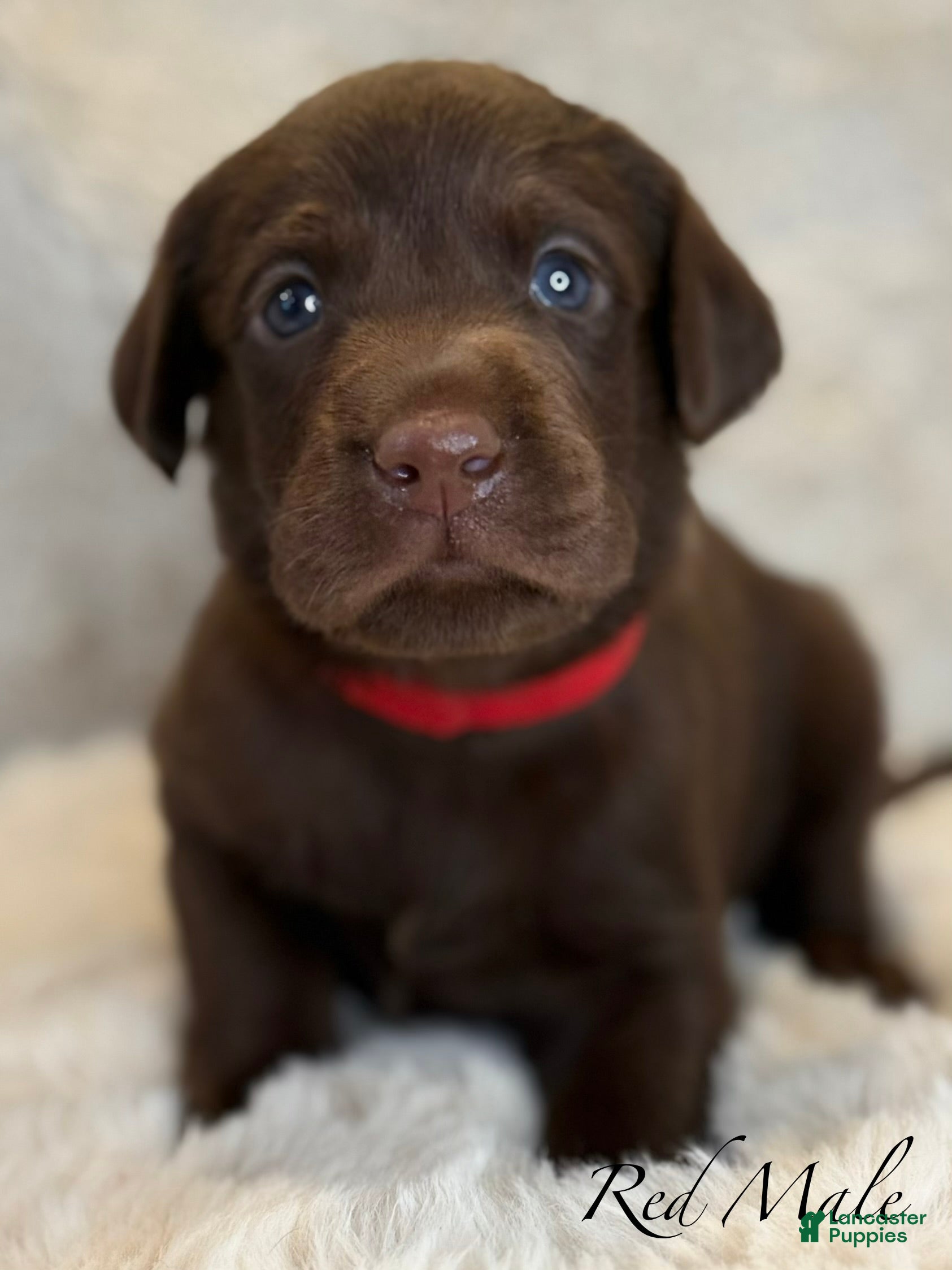 Labrador Retriever dogs Red Male - Ad 1