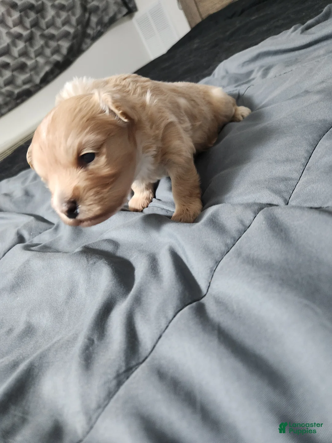 Maltipoo dogs for sale: Maltipoo Puppy 1 - Ad 2