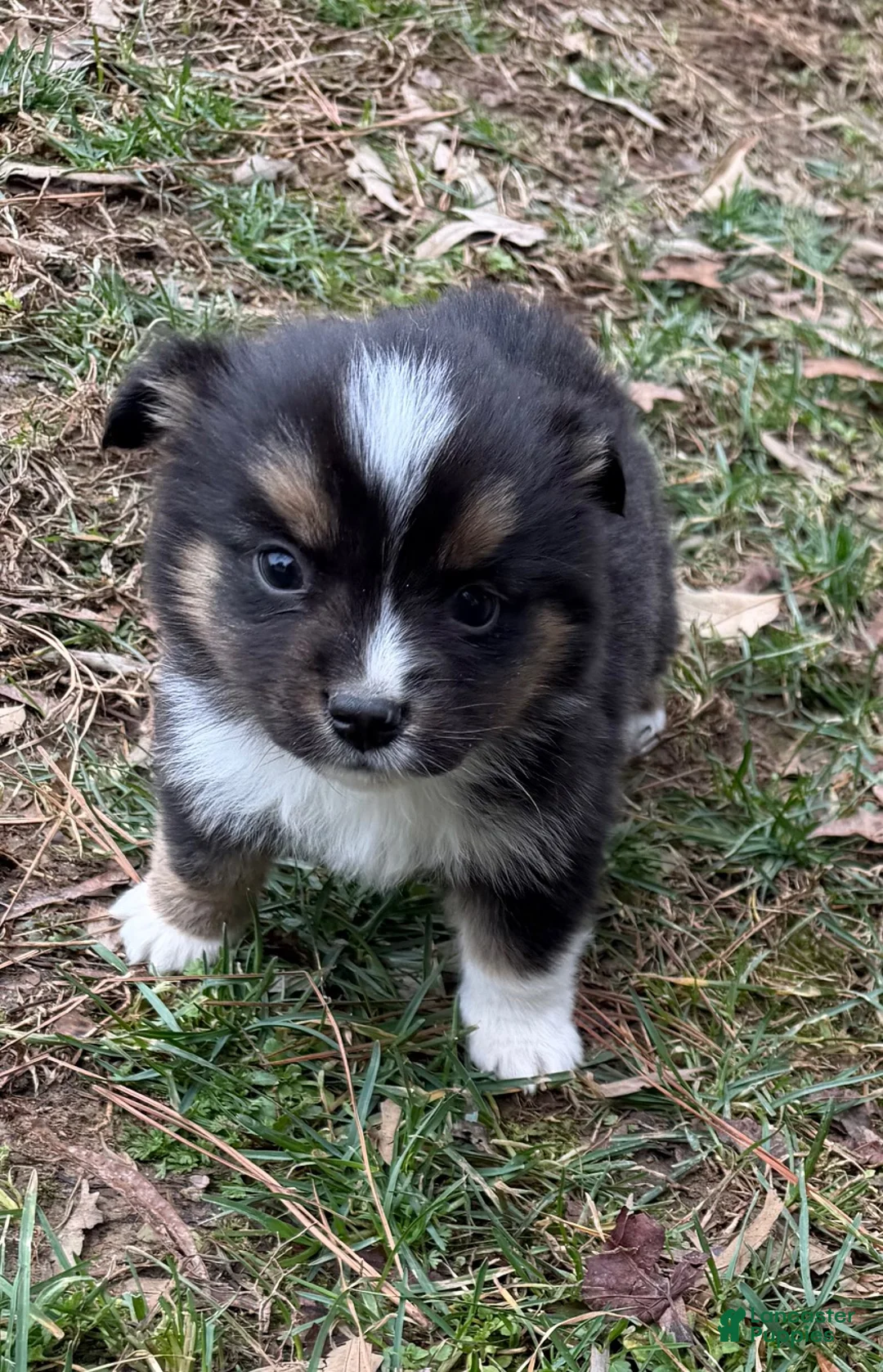Australian Shepherd dogs for sale: Tiny Tim  - Ad 2