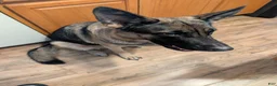 German Shepherd dogs for sale: Kieser - Ad 3