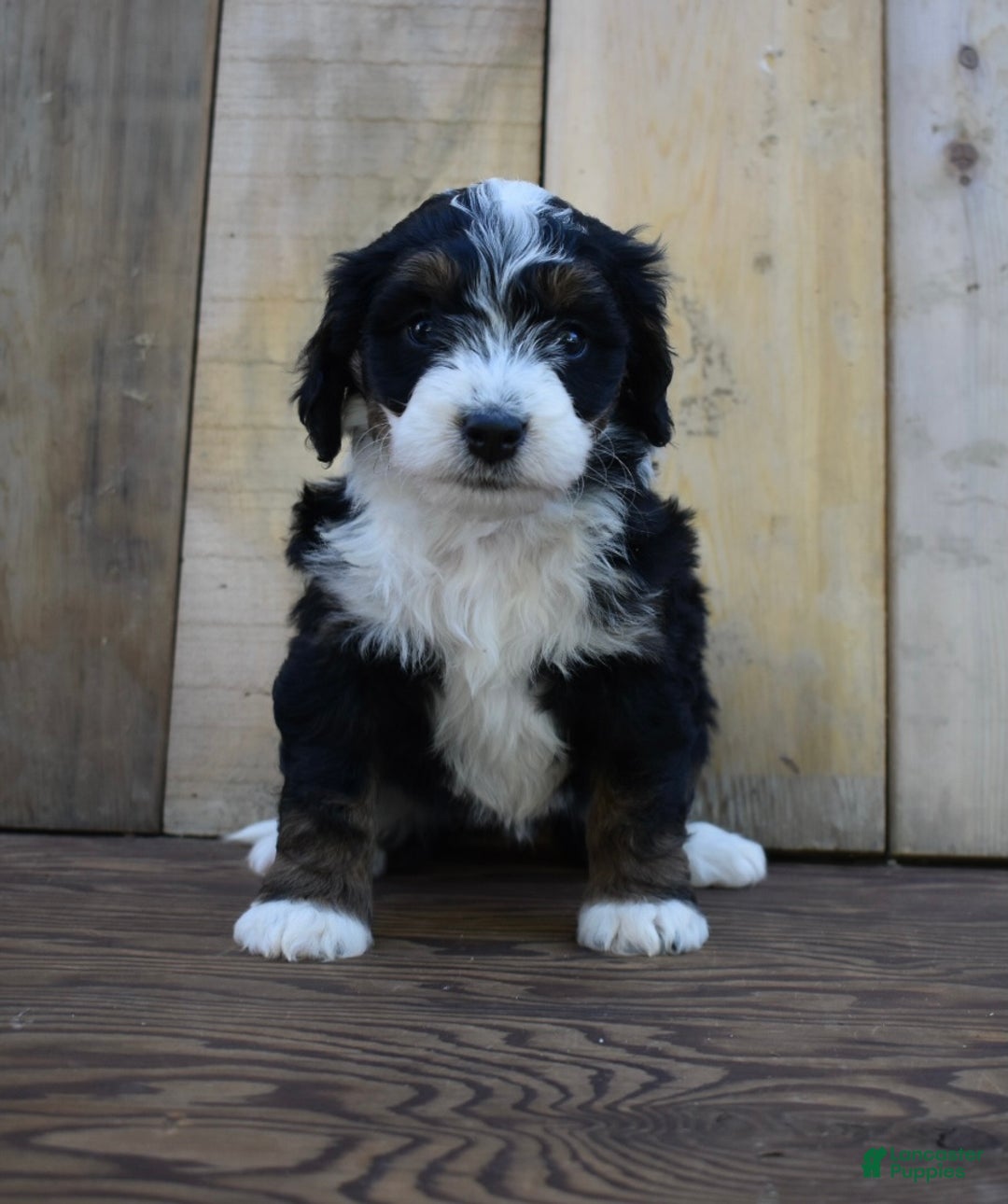 Mini Bernedoodle dogs for sale: Skye - Ad 1