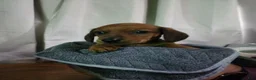 Dachshund dogs for sale: Dachshund Puppy 3 - Ad 2