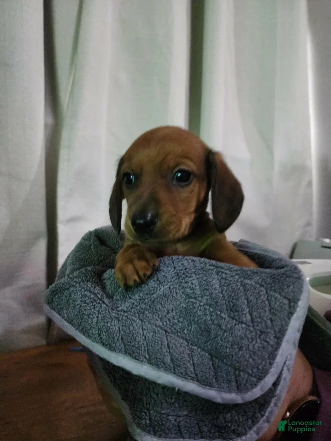 Dachshund dogs for sale: Dachshund Puppy 3 - Ad 2