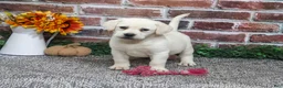 Labrador Retriever dogs for sale: Diamond - Ad 3