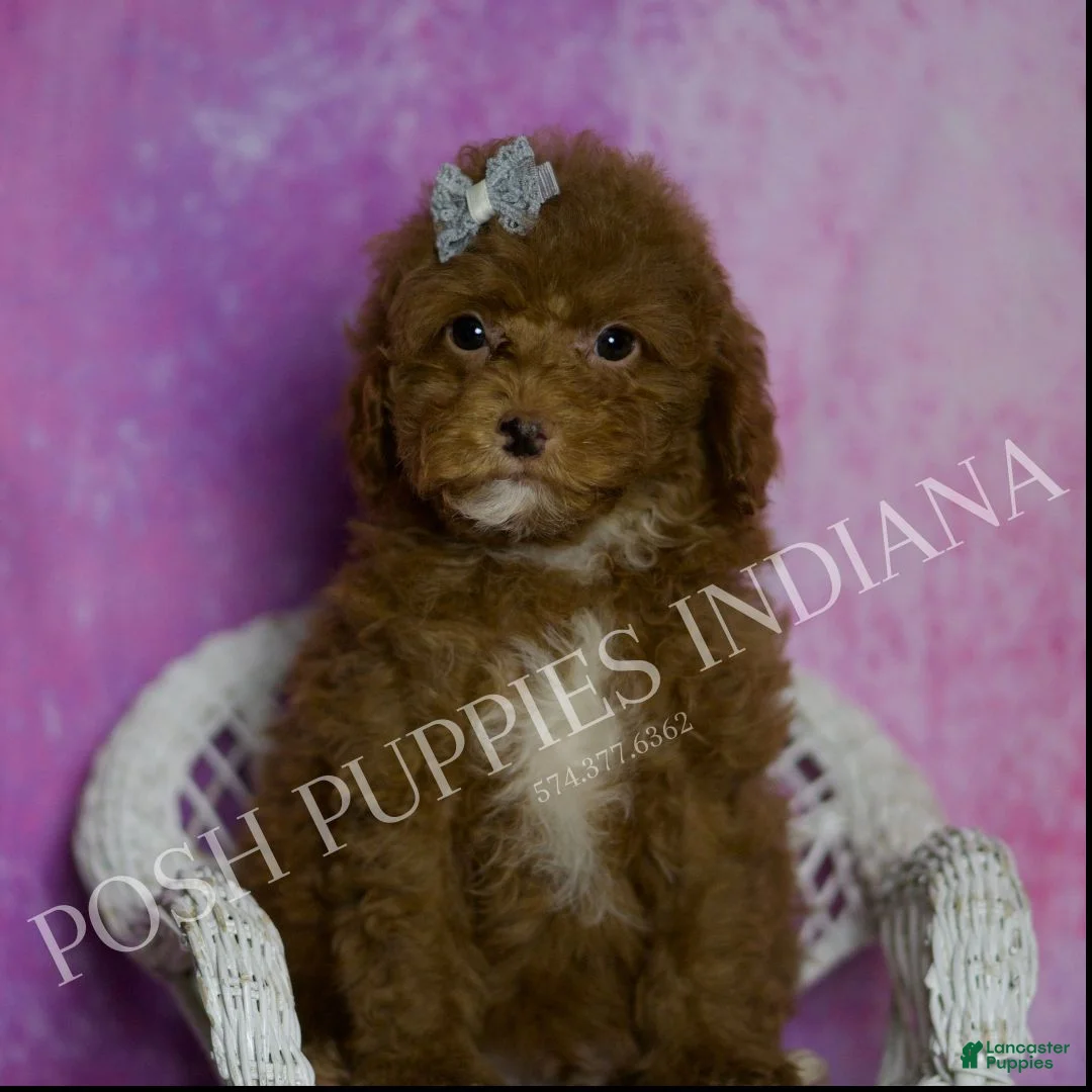 Maltipoo dogs for sale: Frankie - Ad 8