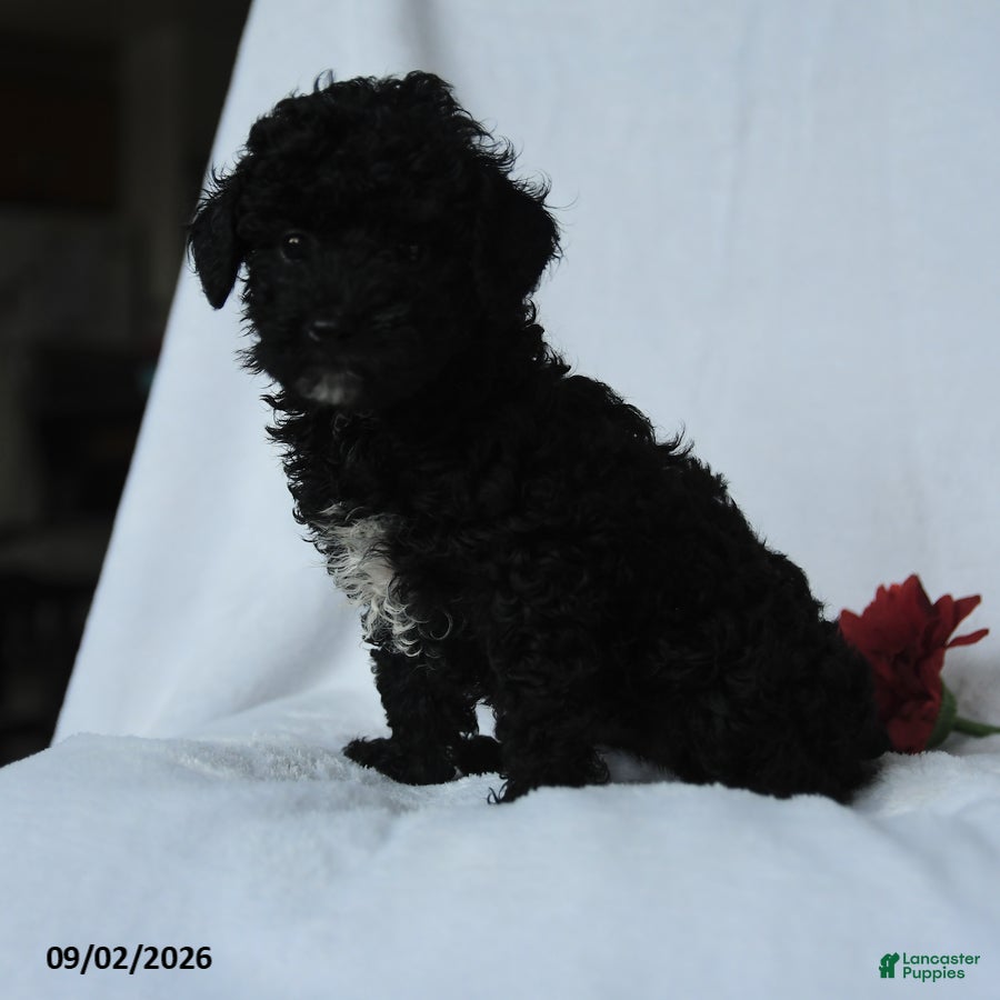 Toy Poodle dogs Harper - Ad 2