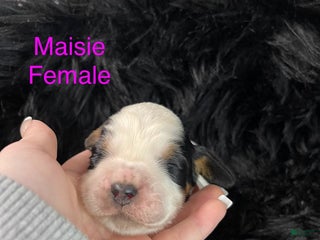 English Springer Spaniel dogs Maisie - Ad 19