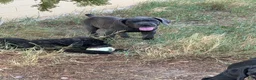 Cane Corso dogs for sale: Hank the tank  - Ad 5