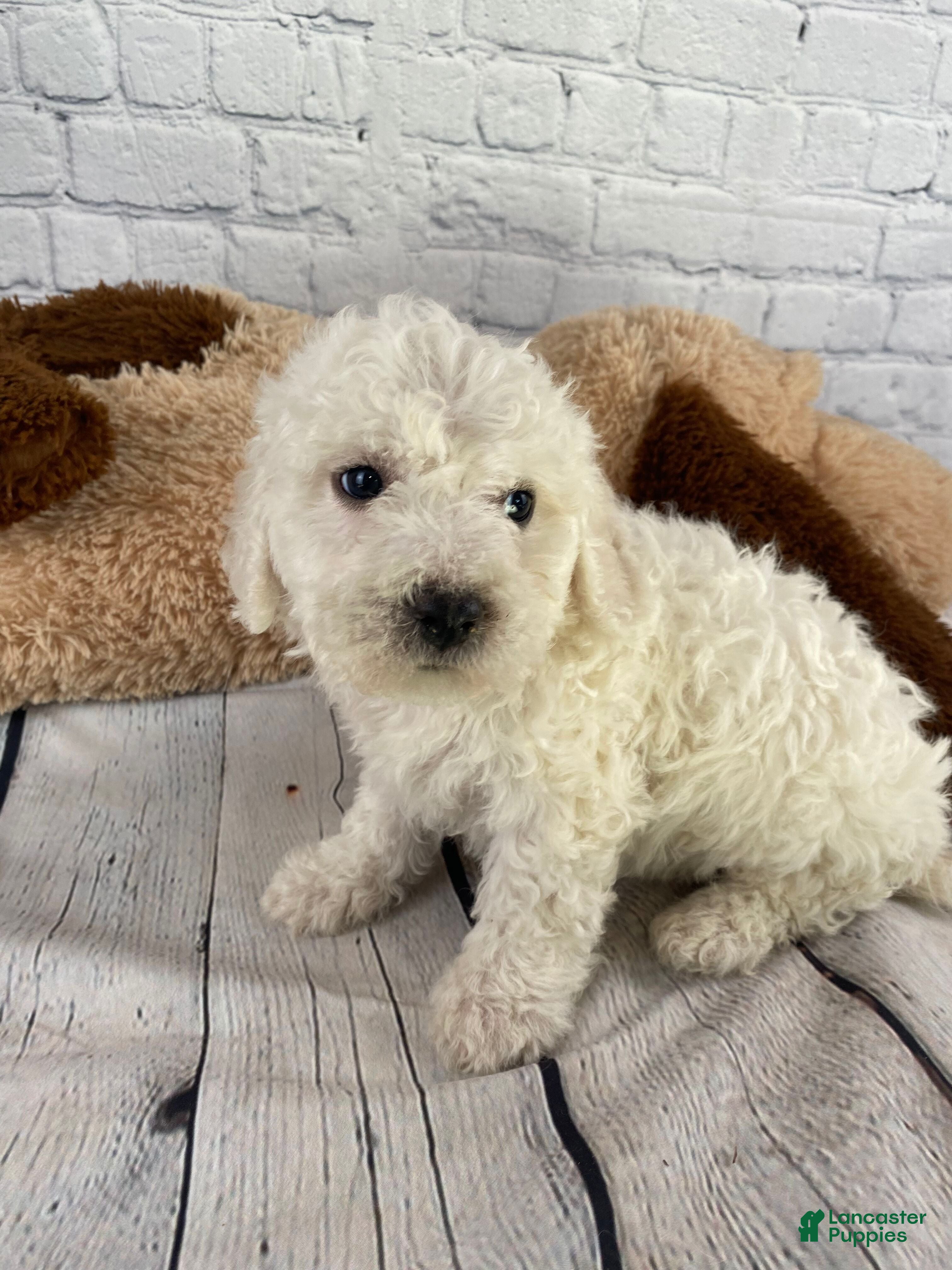 Bichon Frise dogs Ranger - Ad 1