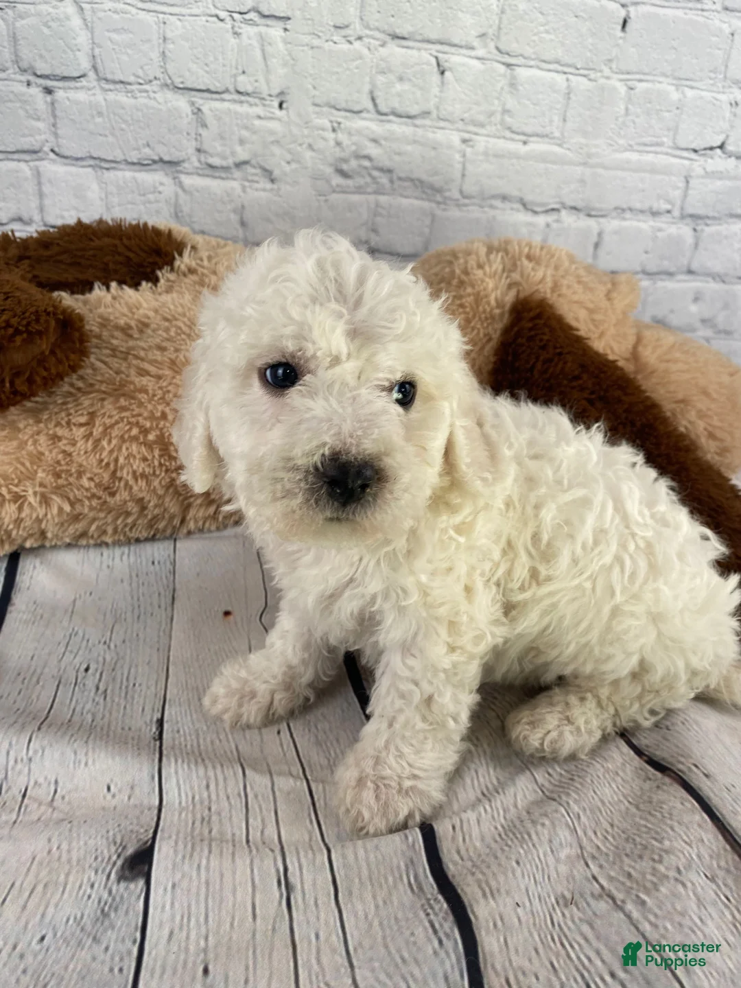 Bichon Frise dogs for sale: Ranger - Ad 1