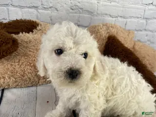 Bichon Frise dogs for sale: Ranger - Ad 2