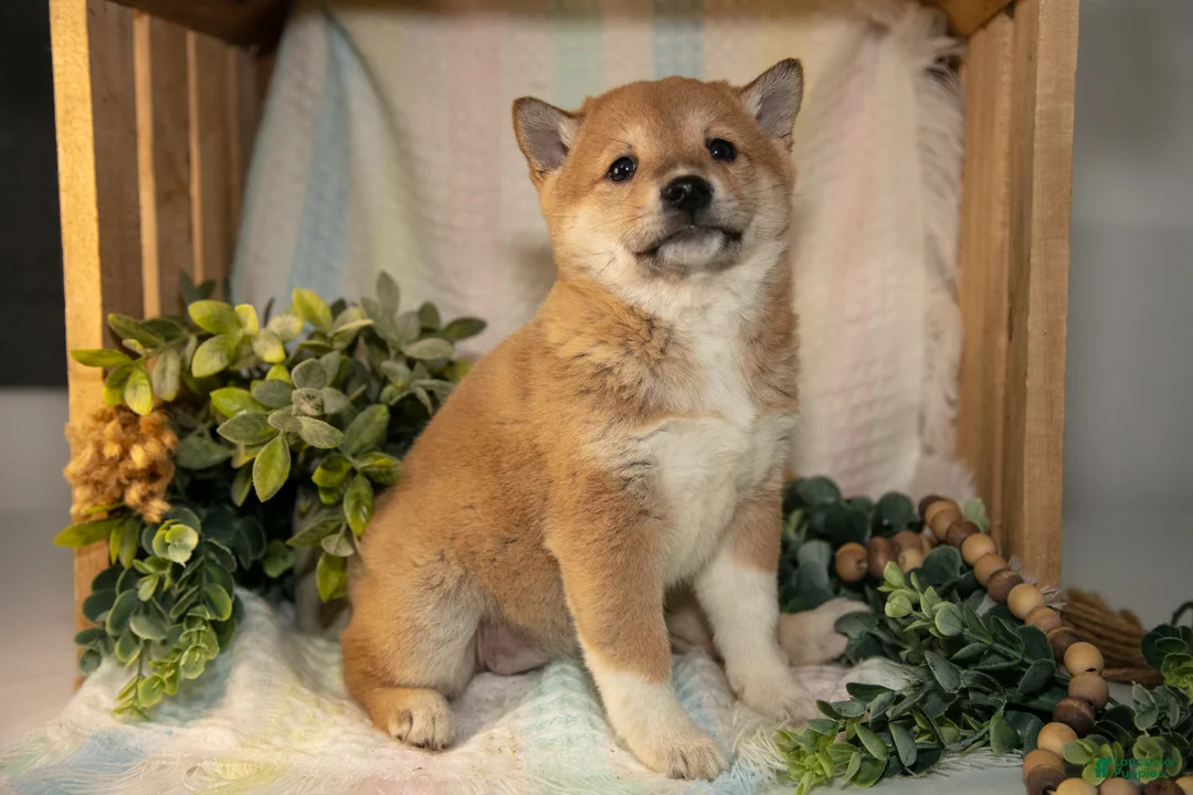 Shiba Inu dogs for sale: Flo - Ad 2