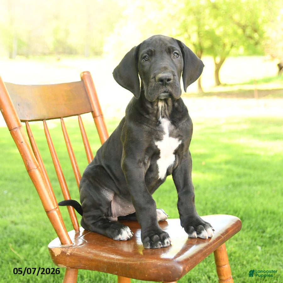 Great Dane dogs for sale: Tippy - Ad 1