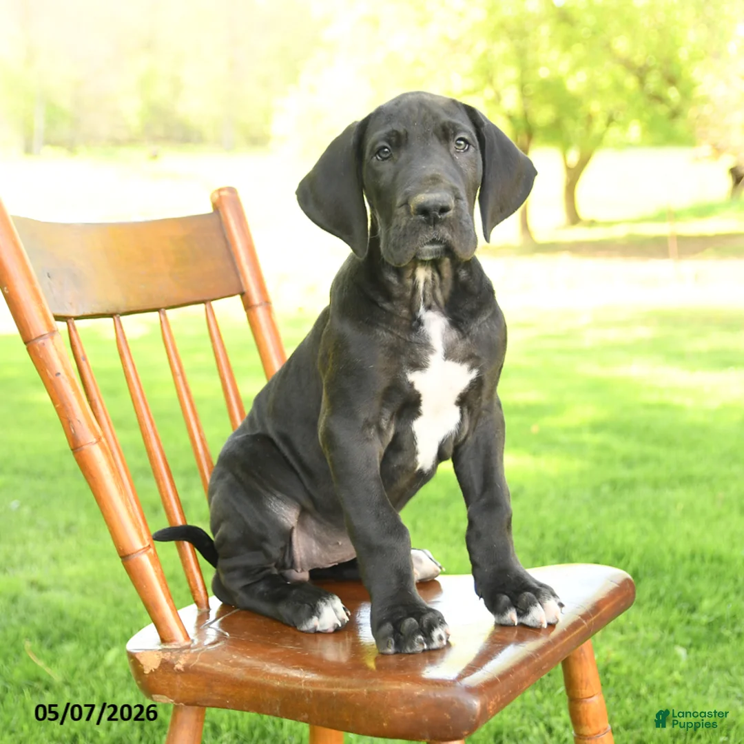 Great Dane dogs for sale: Tippy - Ad 1