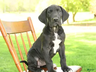 Great Dane dogs for sale: Tippy - Ad 1