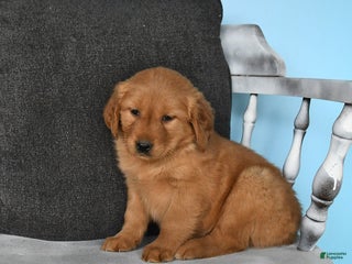 Golden Retriever dogs - Ad 36