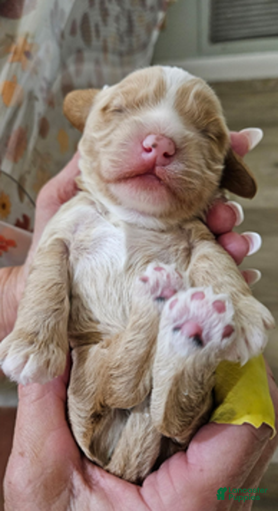 Cockapoo dogs for sale: Purdy B1 - Ad 5