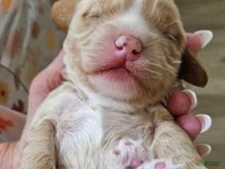 Cockapoo dogs - Ad 6