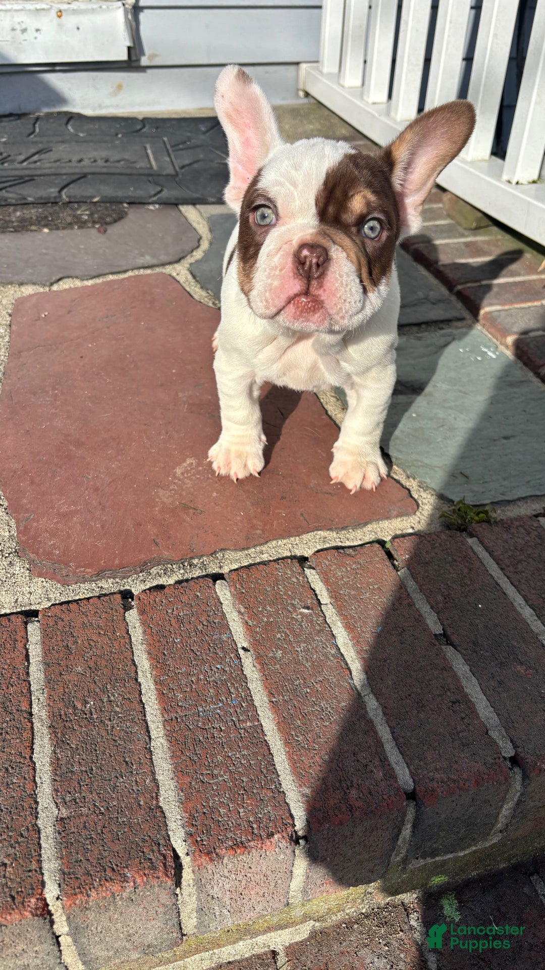 Mixed Breed dogs for sale: French Bulldog/English Bulldog MixPuppy 2 - Ad 4