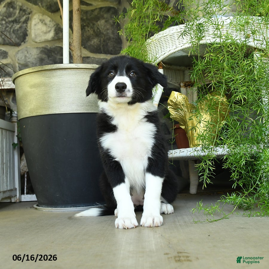 Border Collie dogs Katy - Ad 2