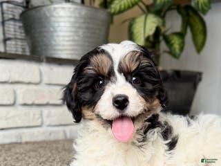 Cavapoo dogs Frosty - Ad 32