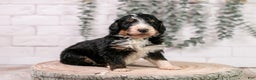 Bernedoodle dogs for sale: Axel - Ad 5