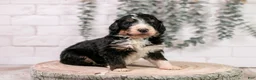 Bernedoodle dogs for sale: Axel - Ad 3
