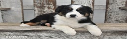 Border Collie dogs for sale: Blitz - Ad 3