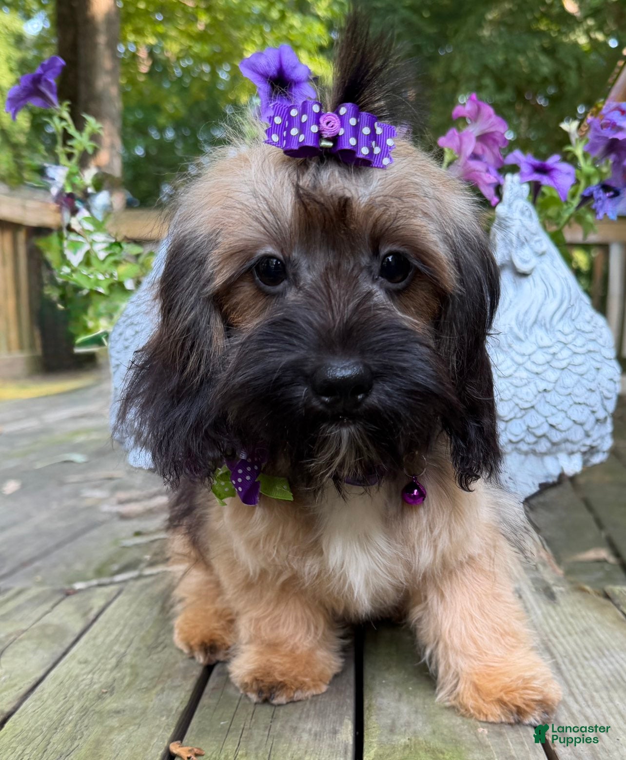 Mixed Breed dogs Hazel - Ad 2
