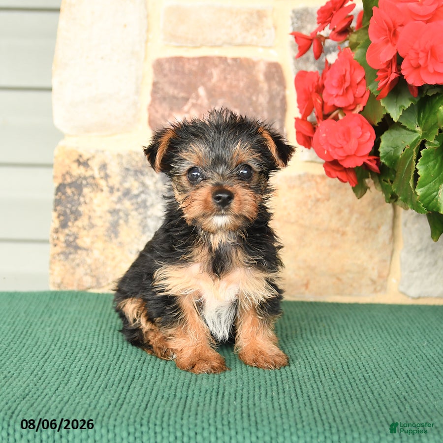 Yorkshire Terrier dogs for sale: Hibiscus - Ad 1