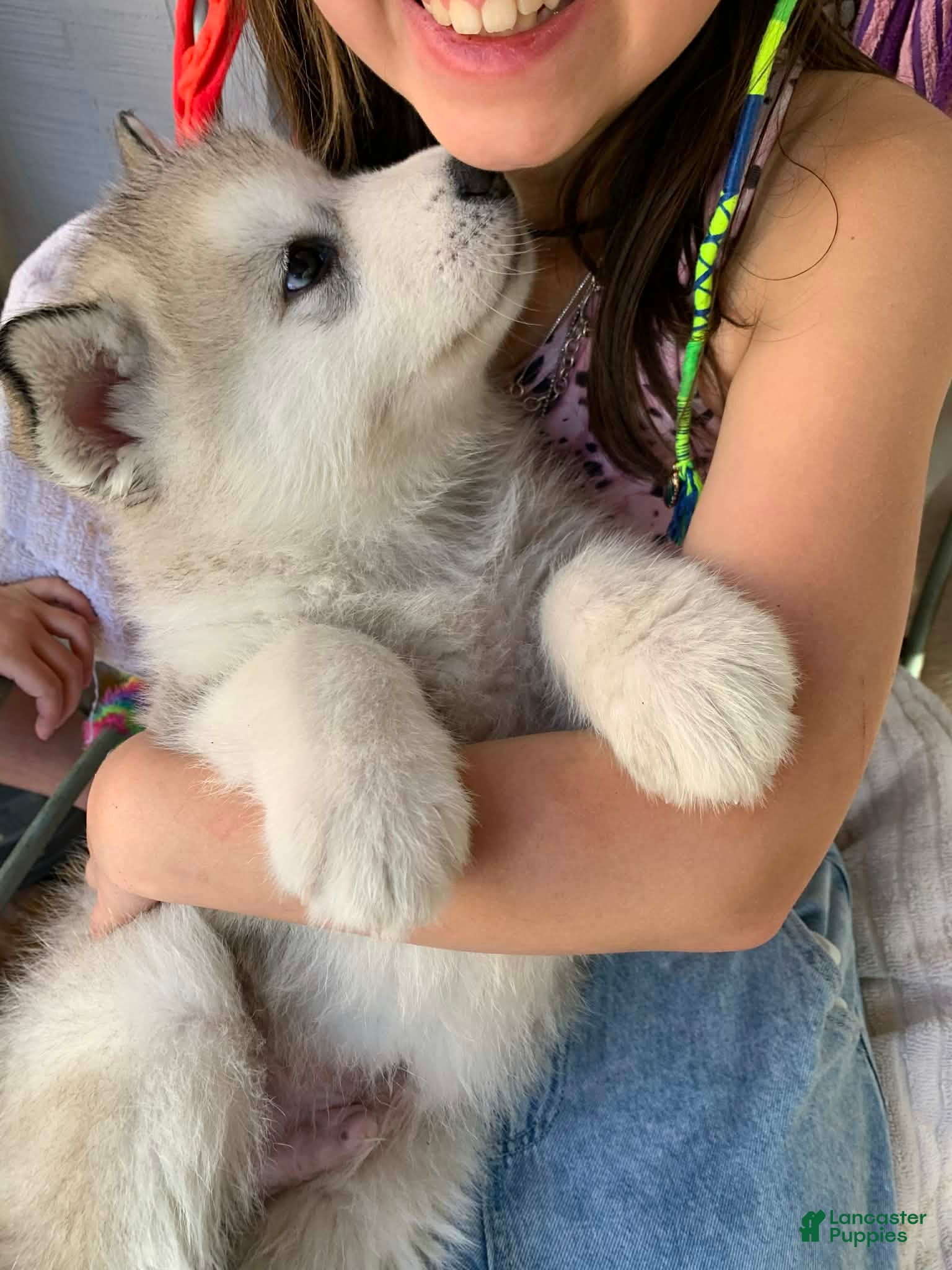 Alaskan Malamute dogs Happy - Ad 4