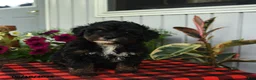 Mini Bernedoodle dogs for sale: Regina - Ad 5