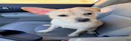 Mixed Breed dogs for sale: Snoh. - Ad 1