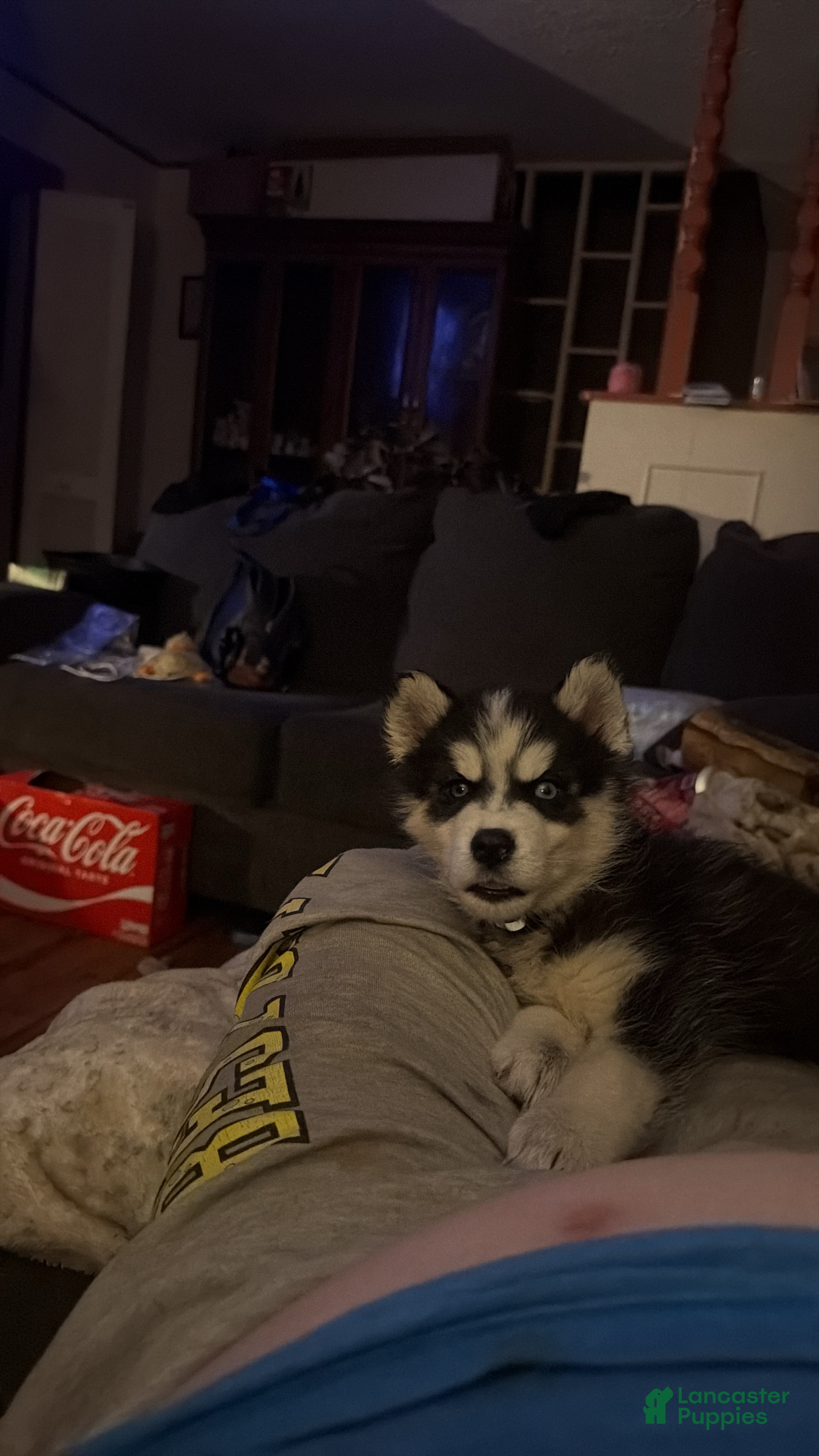 Siberian Husky dogs Siberian Husky 2 - Ad 11