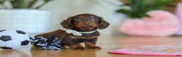 Miniature Dachshund dogs for sale: Skye - Ad 15