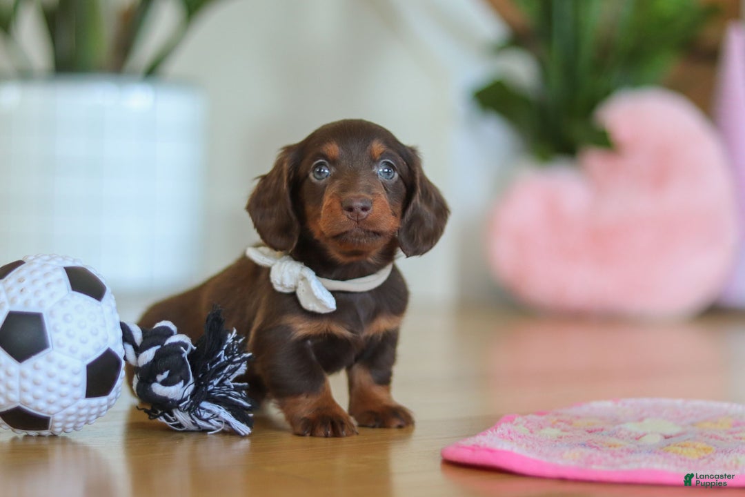 Miniature Dachshund dogs for sale: Skye - Ad 15