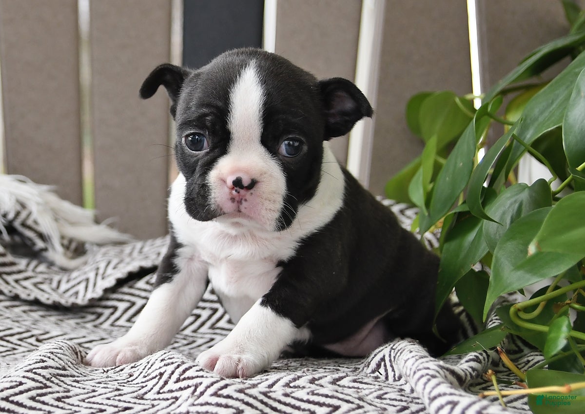 Boston Terrier dogs Paige - Ad 1