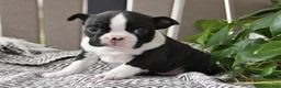 Boston Terrier dogs for sale: Paige - Ad 1