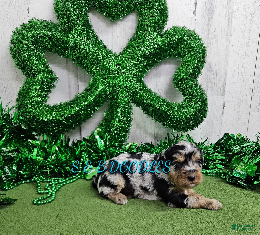 Mini Bernedoodle dogs for sale: F1b Ella - Ad 2