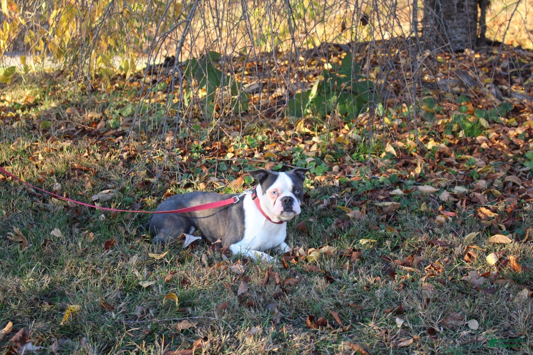 Boston Terrier dogs for sale: Smores - Ad 11