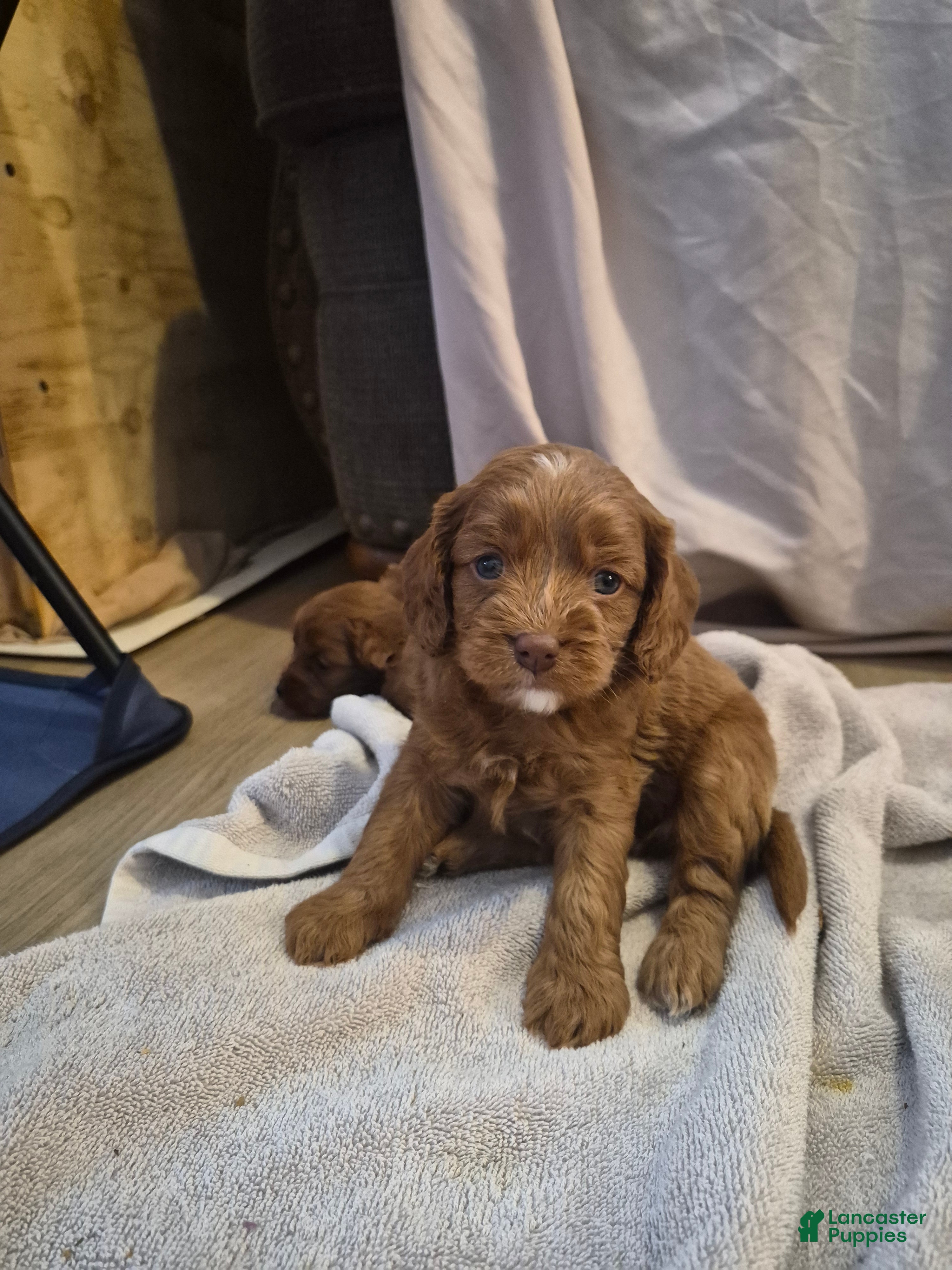 Cavapoo dogs for sale: Kenai - Ad 1