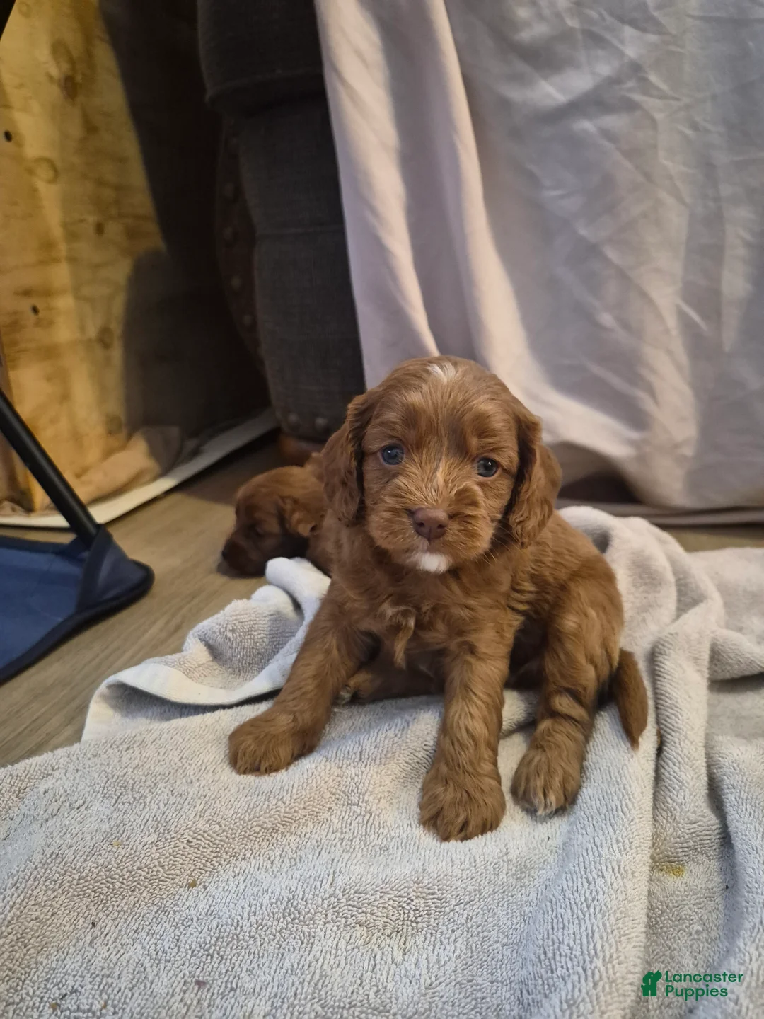 Cavapoo dogs for sale: Kenai - Ad 1