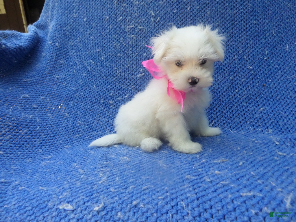 Maltese dogs Colette - Ad 9