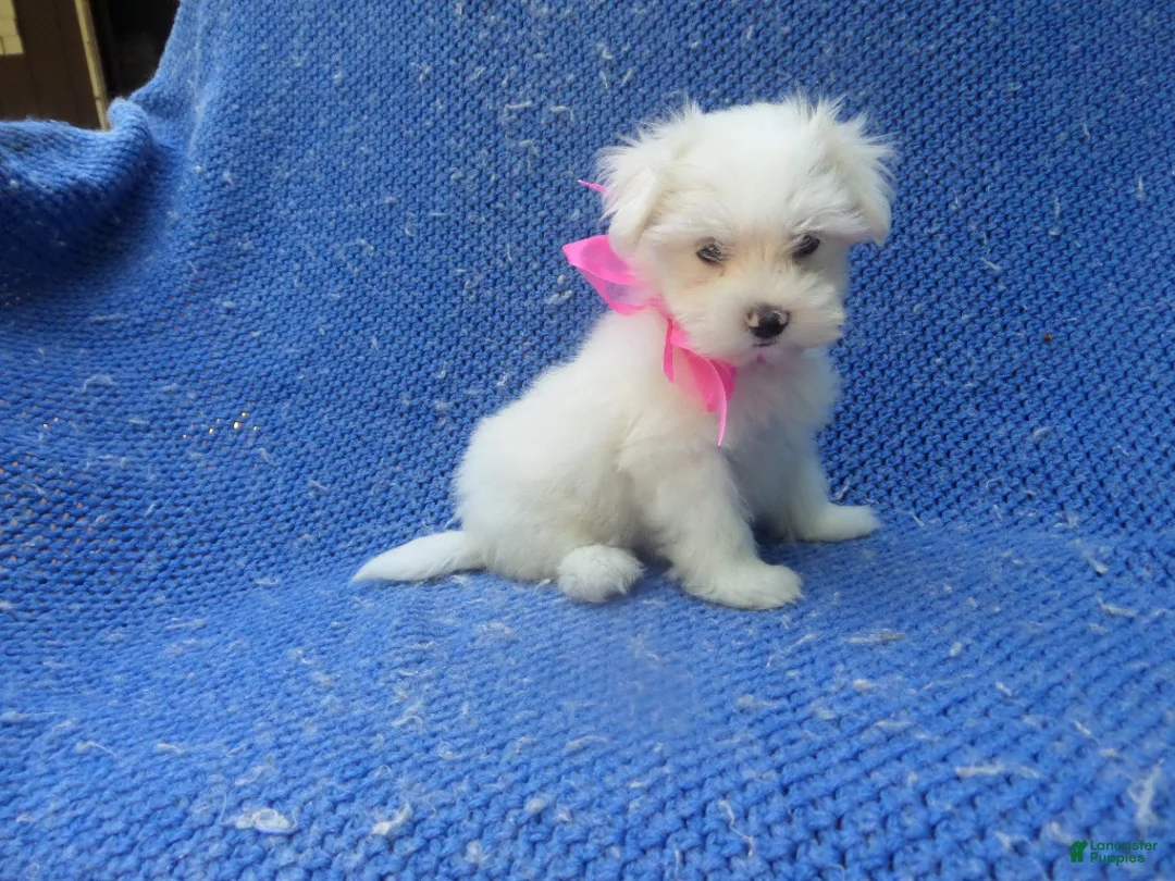 Maltese dogs for sale: Colette - Ad 1