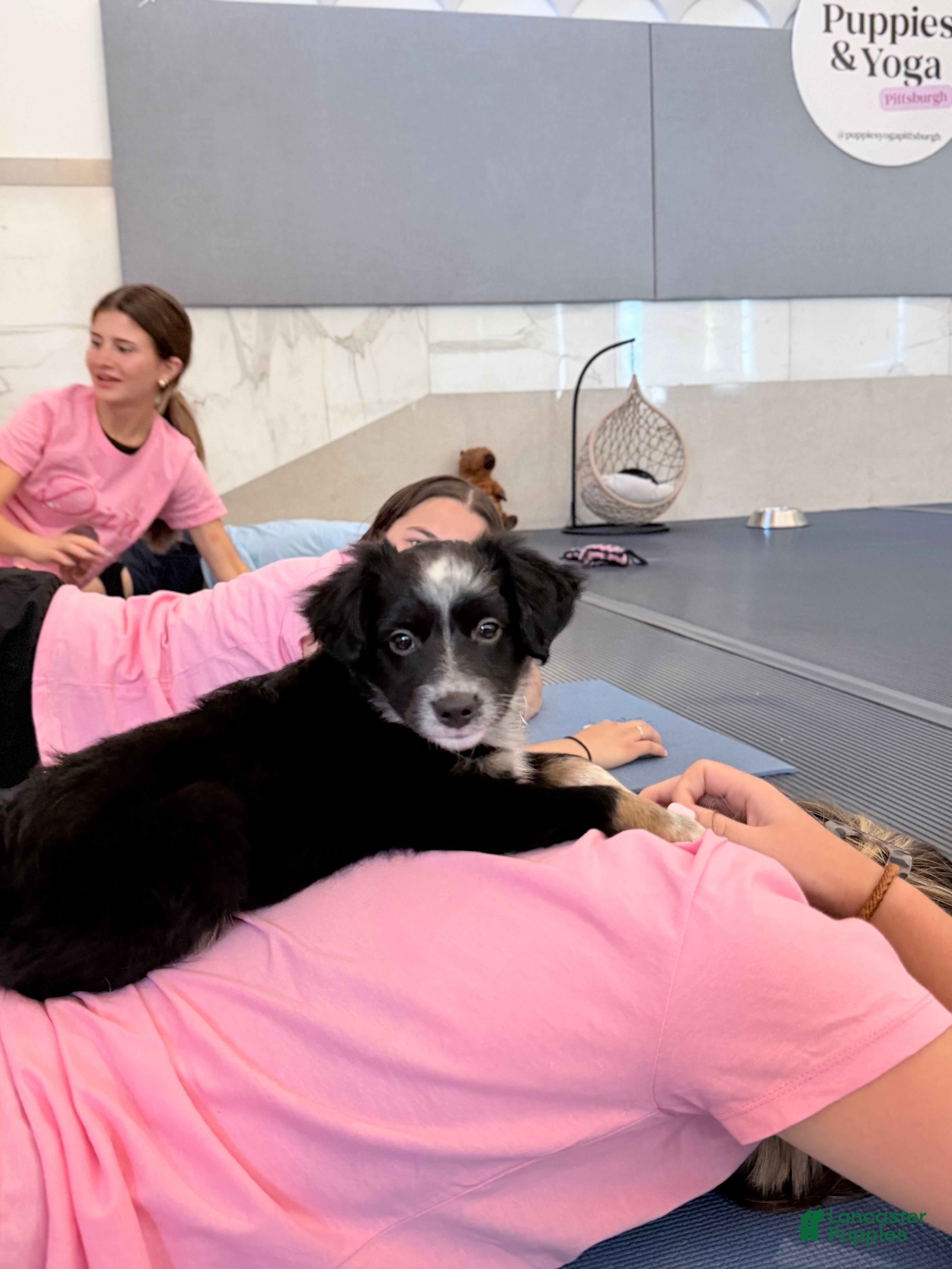Australian Shepherd dogs Ozzy - Ad 38