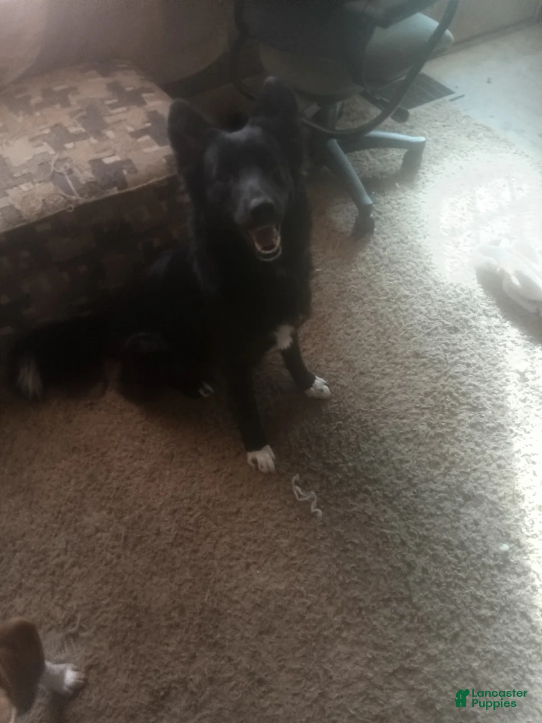 Border Collie dogs for sale: Border Collie - Ad 2