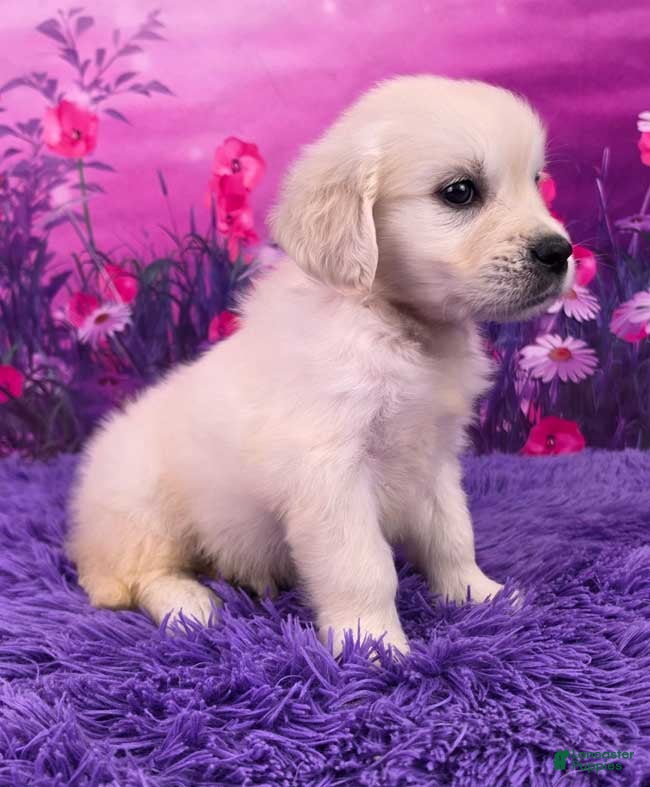 Golden Retriever dogs Lizzy - Ad 2