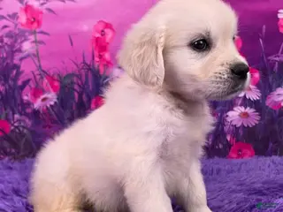 Golden Retriever dogs Lizzy - Ad 2