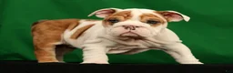English Bulldog dogs for sale: Roxie - Ad 4